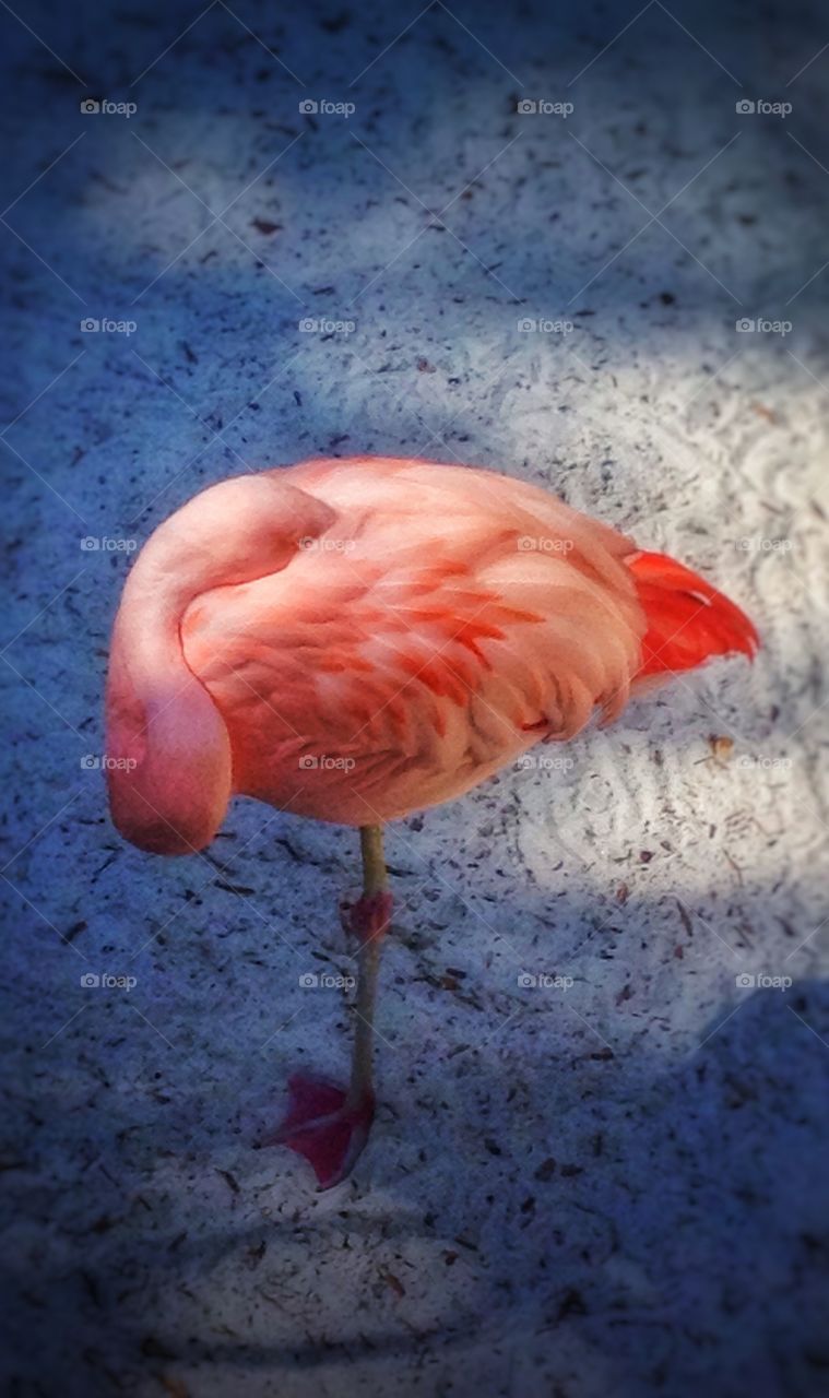 Sssssh! Sleeping flamingo...