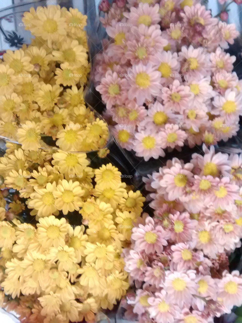 division floral
