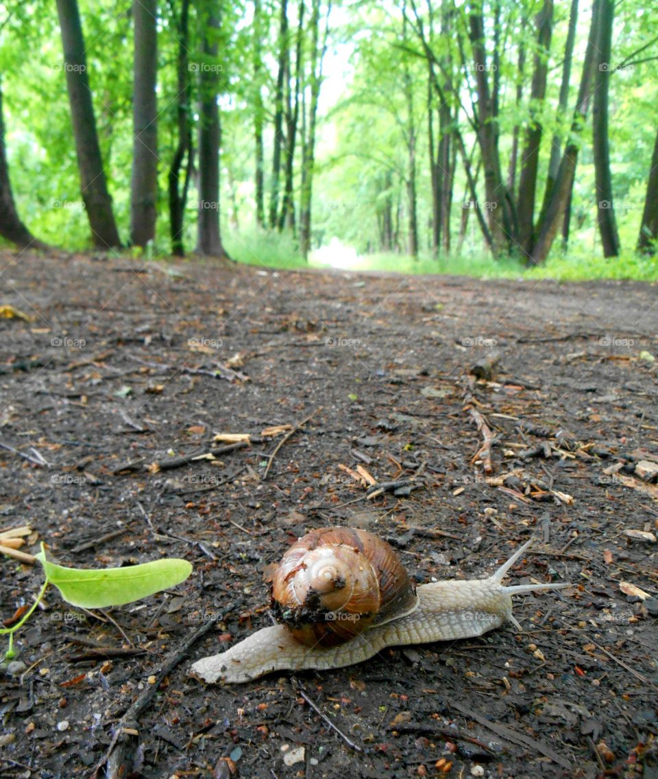 Snail, Slow, Gastropod, Nature, Shellfish