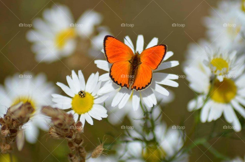 Butterfly on the flowers.