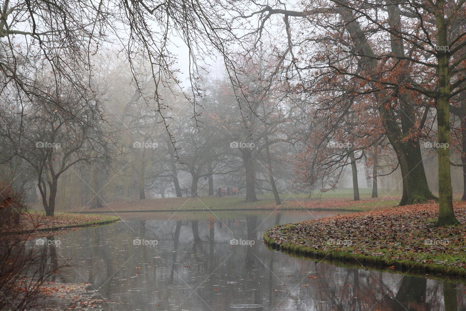 foggy morning and dense garden
