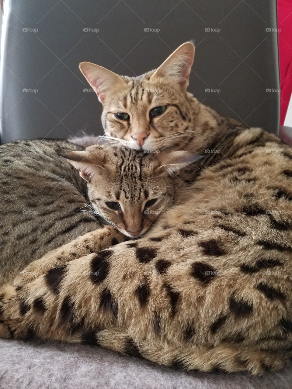 Snuggling Cats