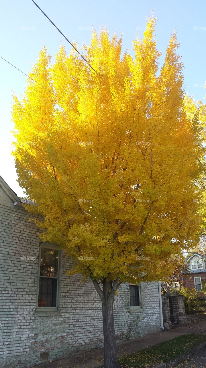 Fall. tree