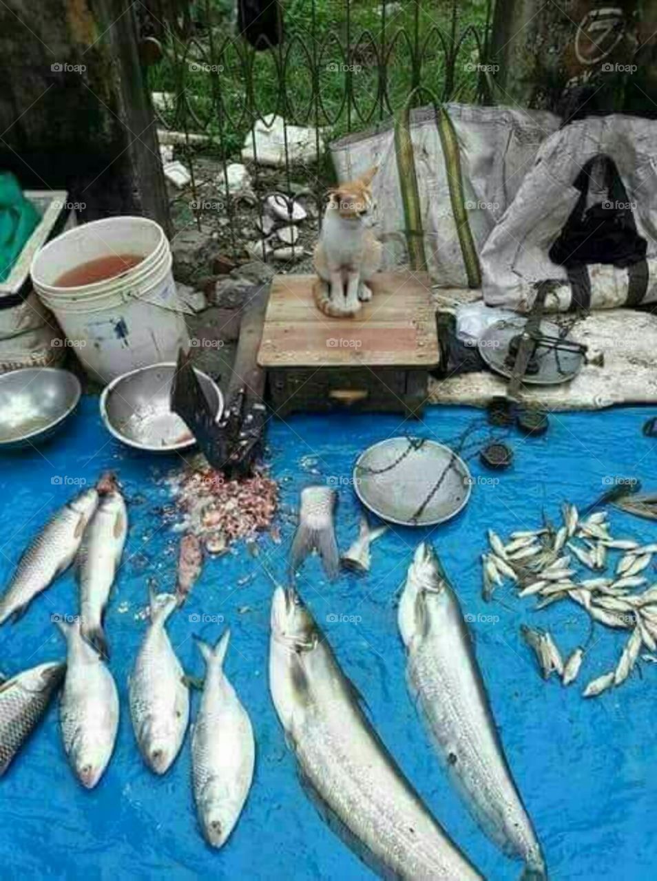 Cat sold fish