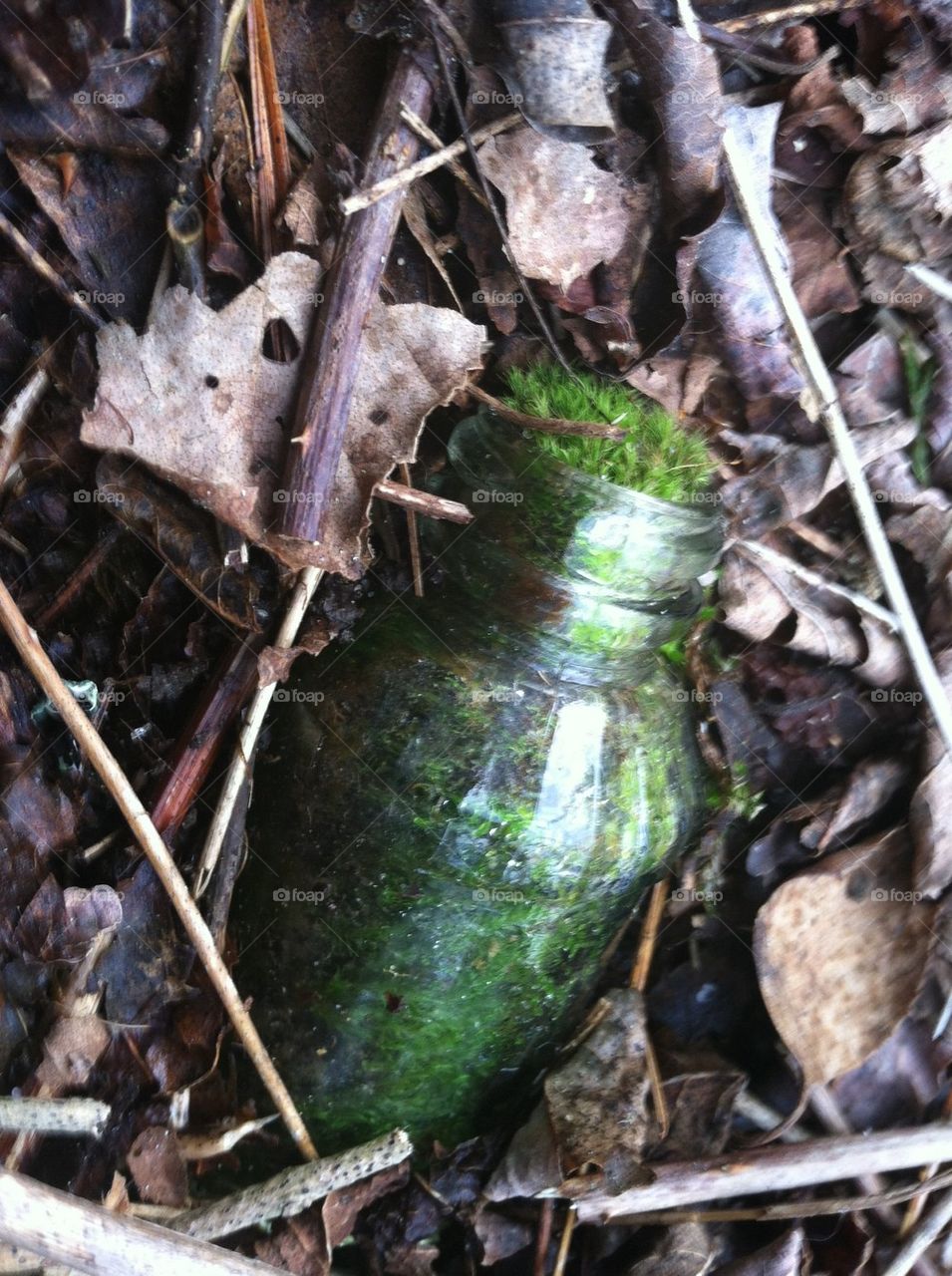 A bottle of moss
