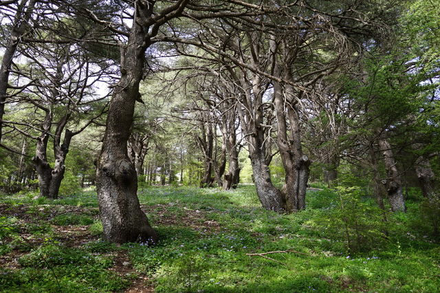 Explore the secrets of the forest...

The cedar forest of Lebanon. 