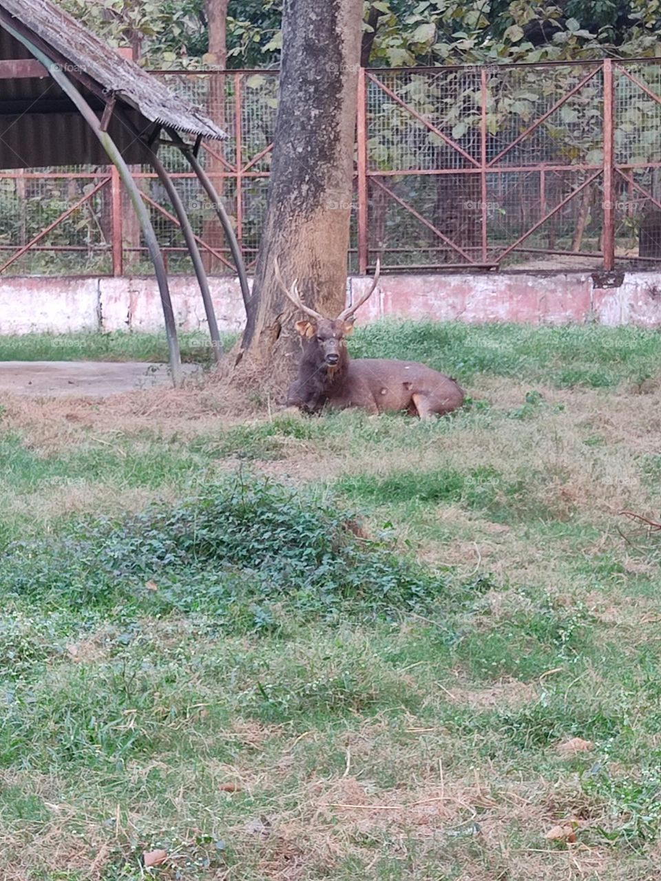 beautiful😍 reindeer 🦌