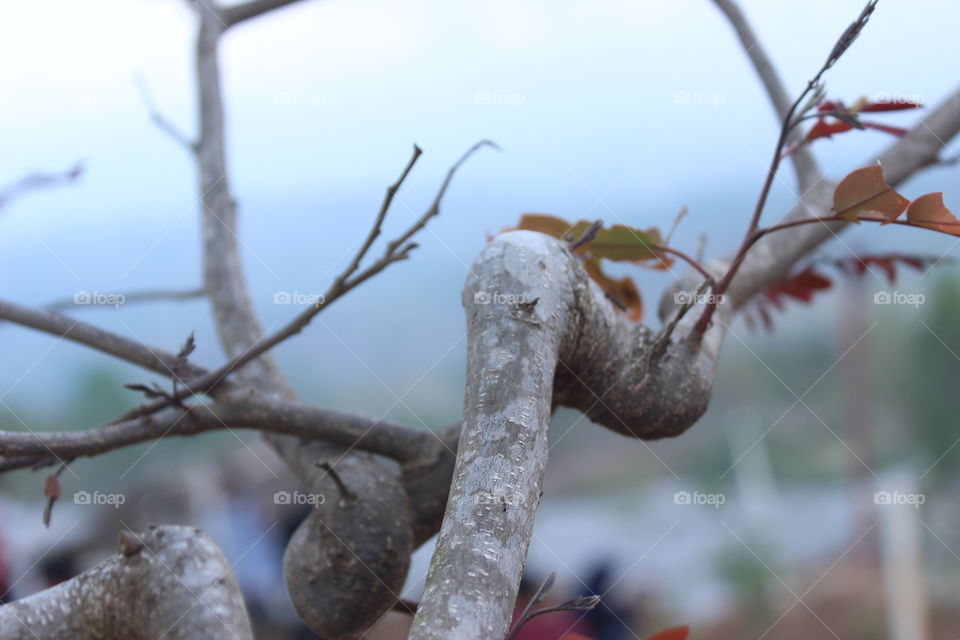 daun gugur bukan halangan~