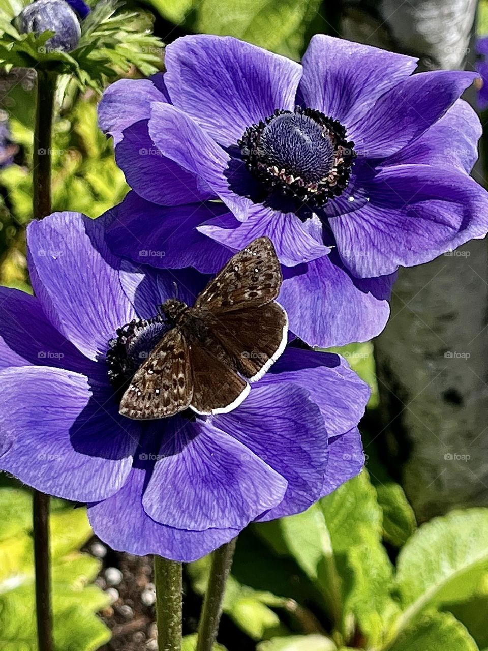 Poppies with Butterfly