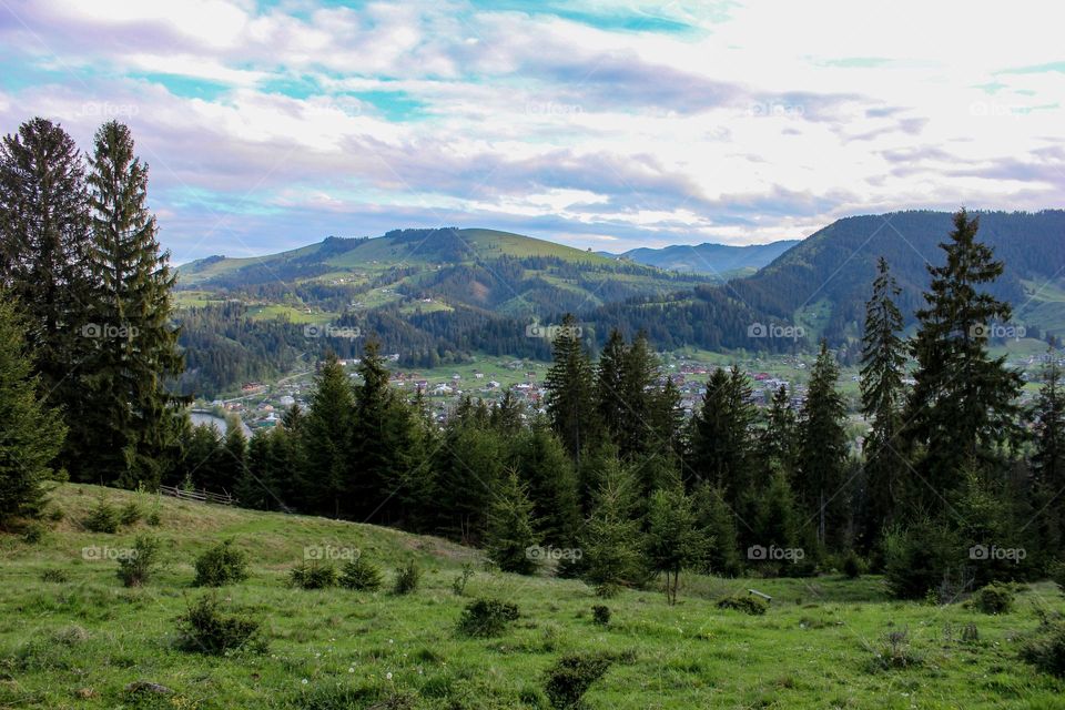 mountains are visible behind the forest