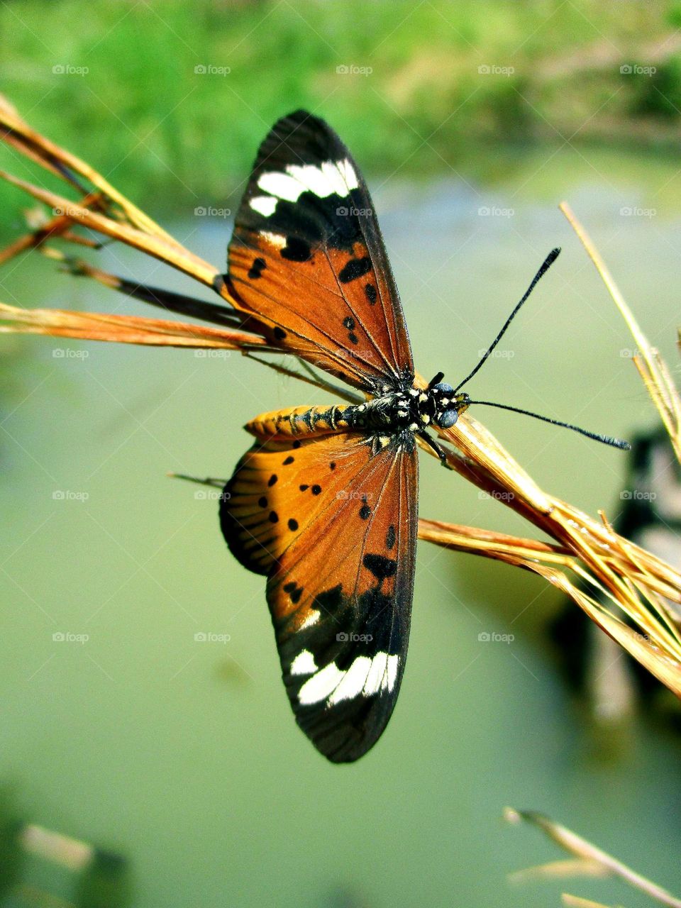 Yellow Butterfly