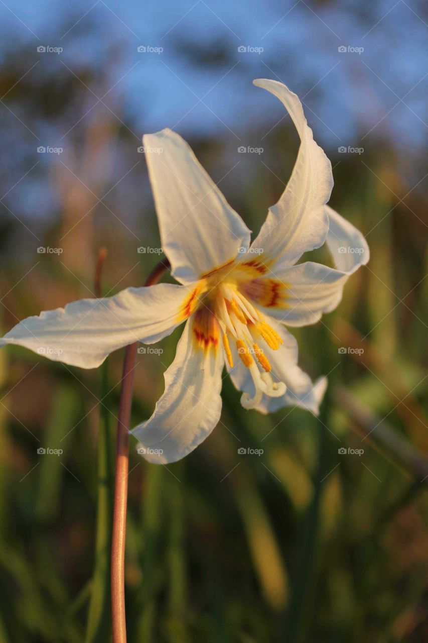 Forest Lilly