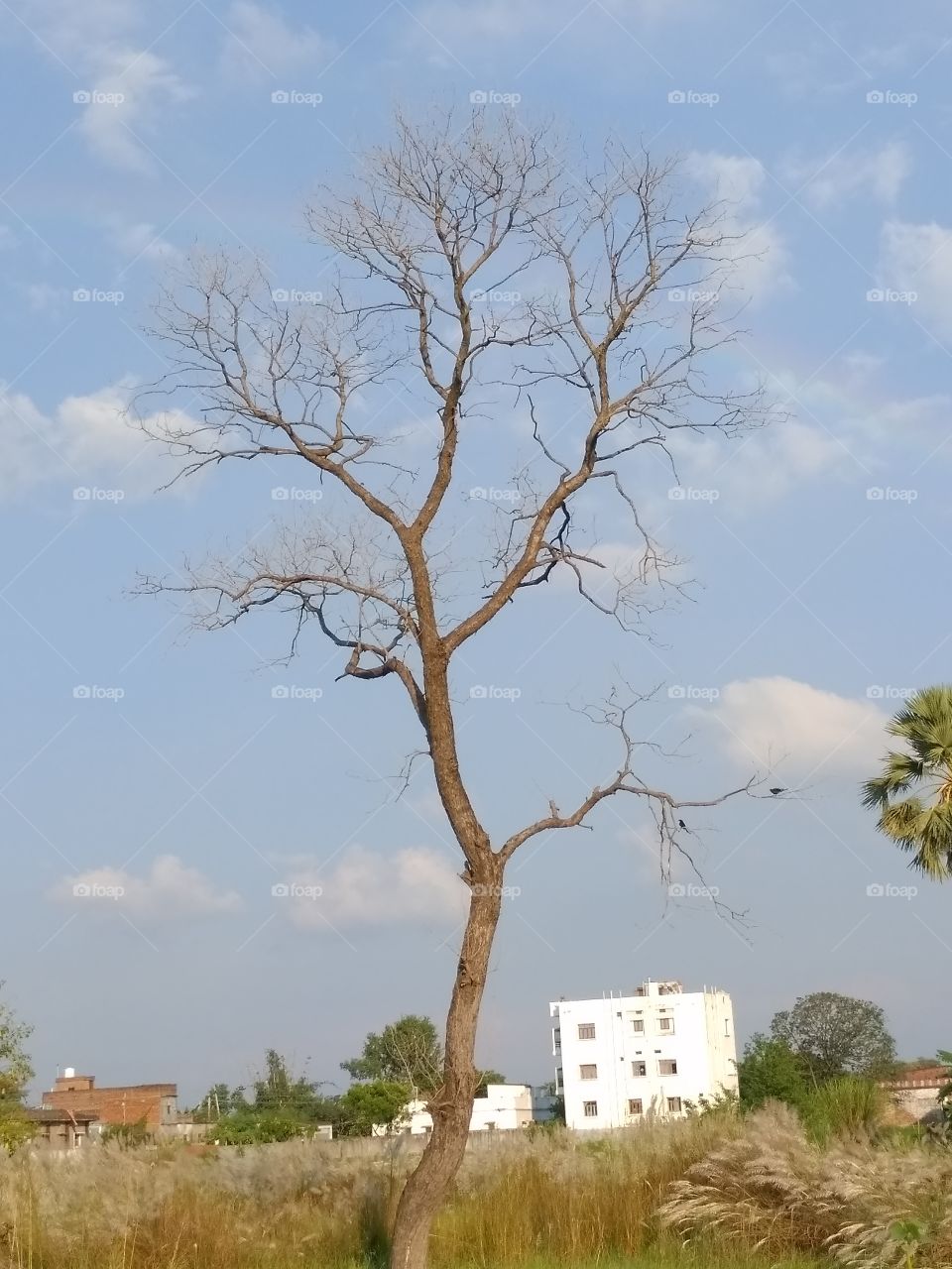 Dry tree and blue sky or cloud