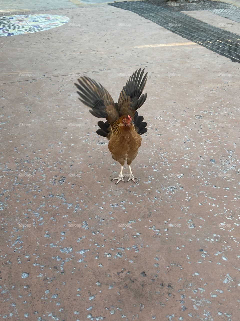 Free roaming chicken on the streets in Key West.