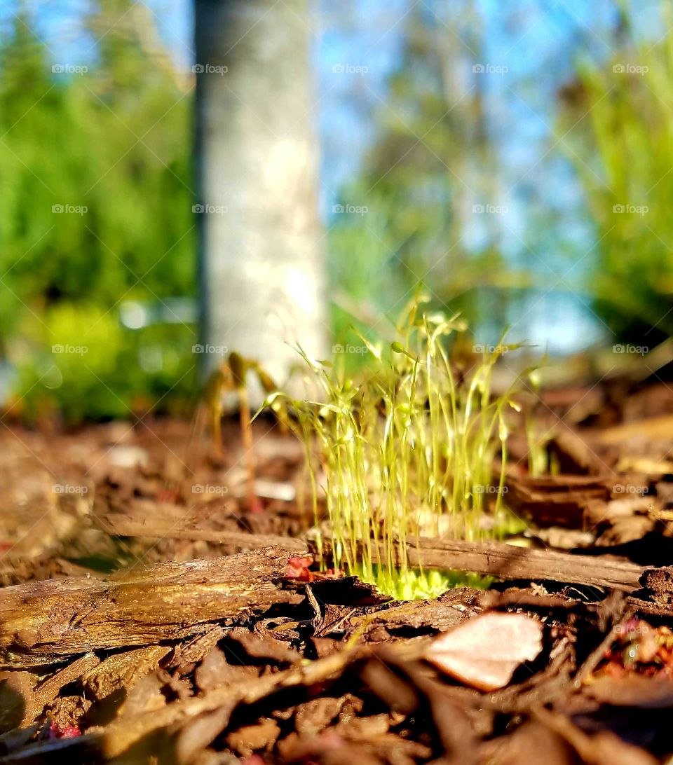 sprouting plants in yard.