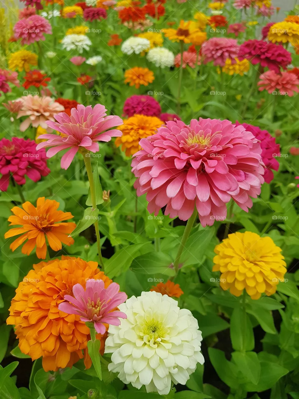 zinnia  bisiness in bloom flowers natural  pollen  close-up petel