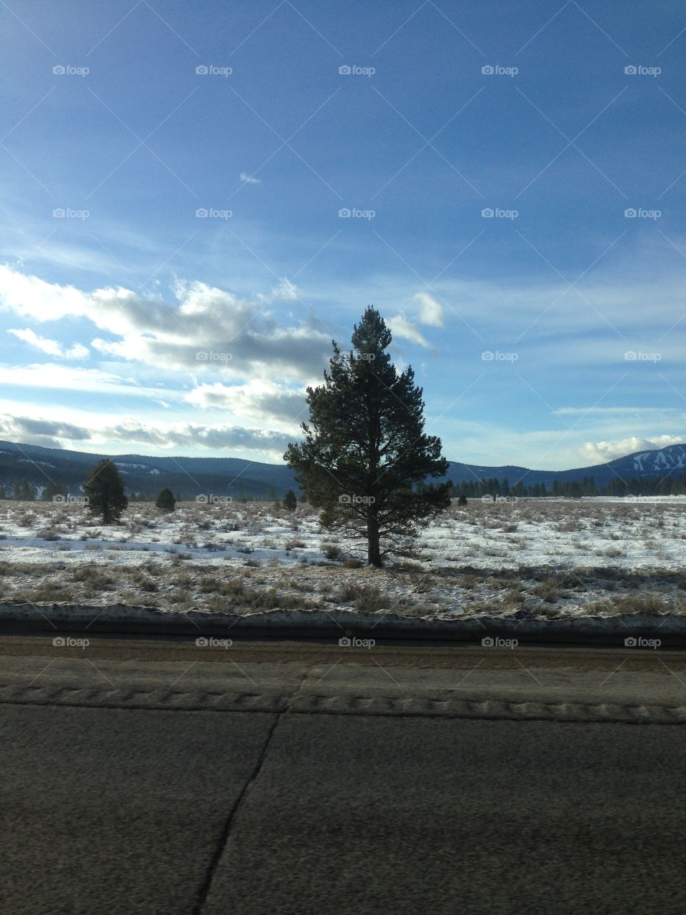 Single tree in a meadow of fresh snow. Mountains resting in the blue sky.