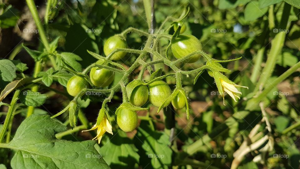 Tomatoes
