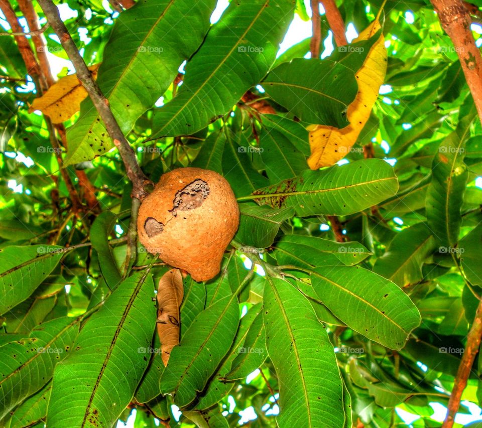 abelha planta inseto