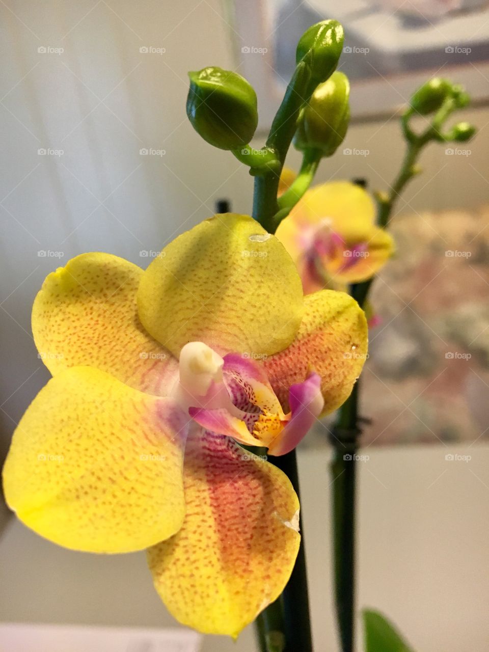 Kitchen Orchids