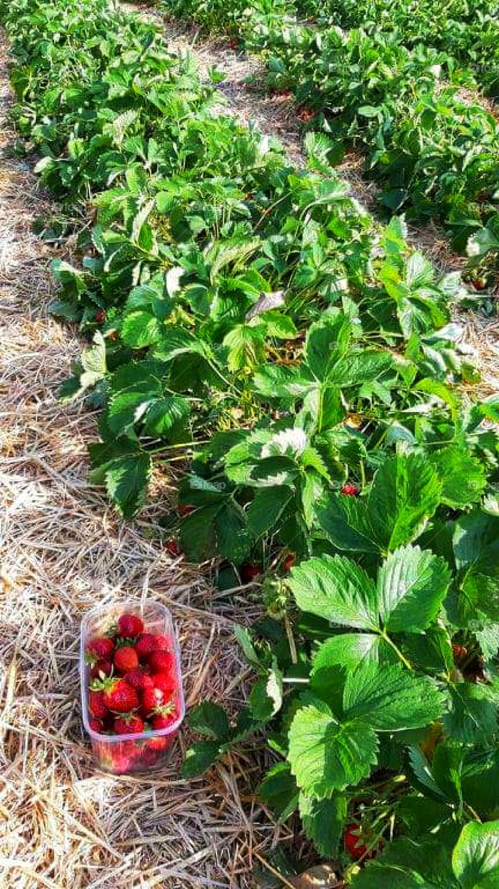 Gathering fresh strawberries