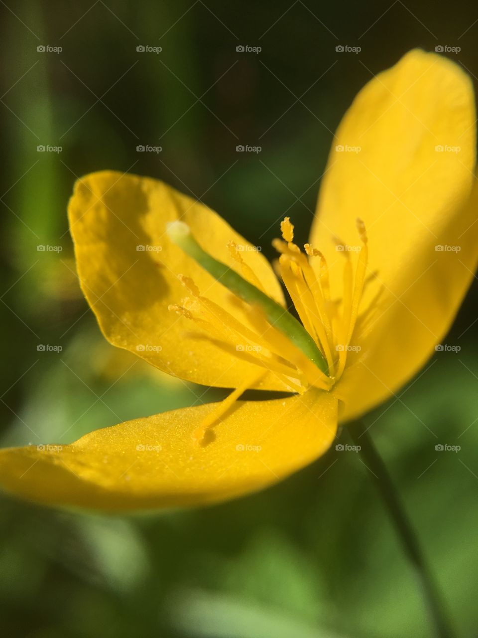 Yellow flower