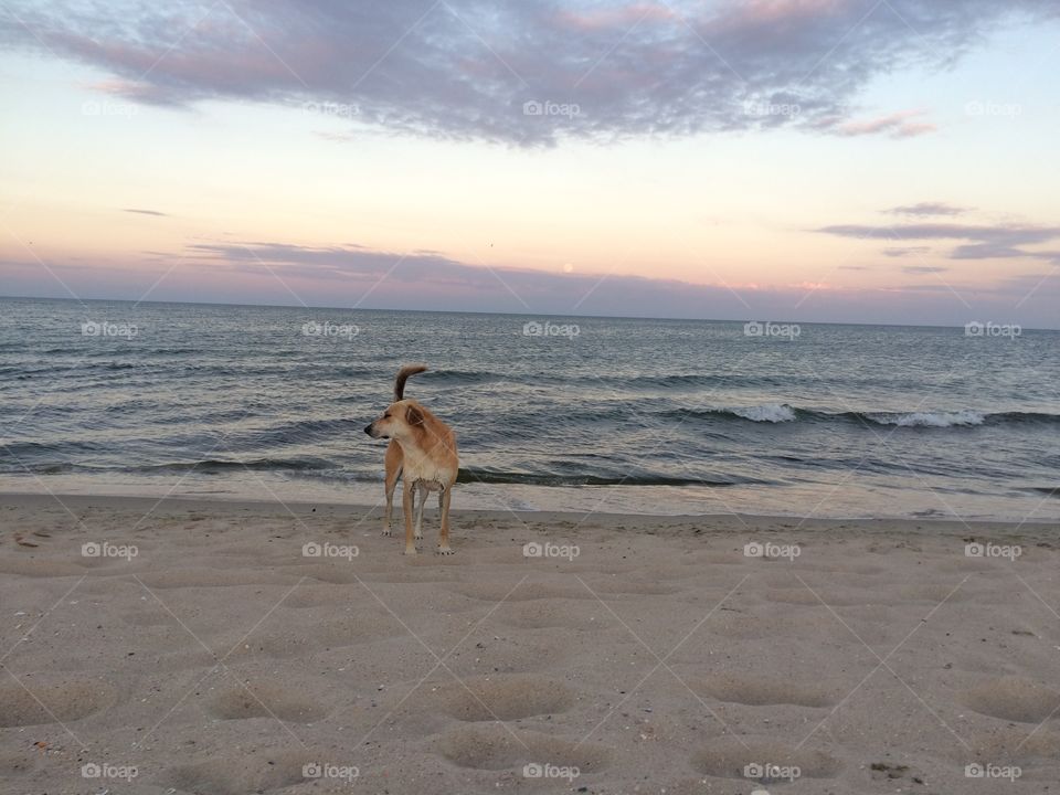 Dog at the sea