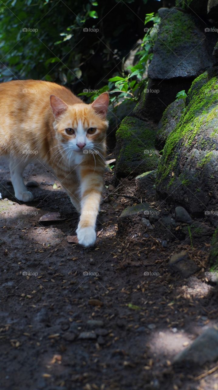 Orange cats are walking between stones