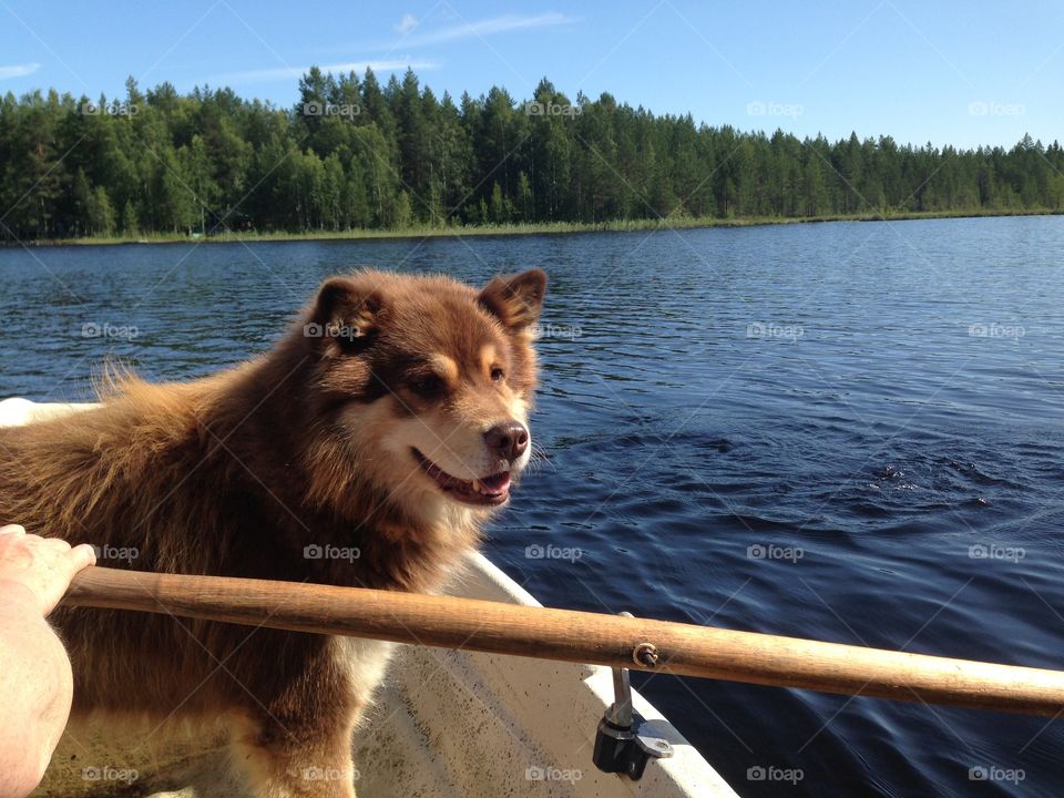 Finnish Lapphund on a rowboat, Finland