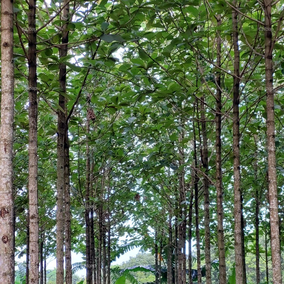 teak tree whose wood can be used for furniture, shipbuilding structures in the 17th century