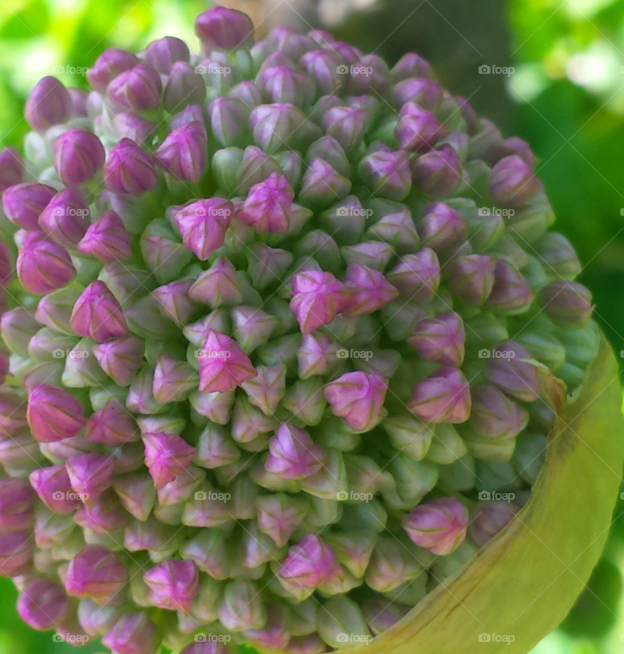 Hydrangea Buds