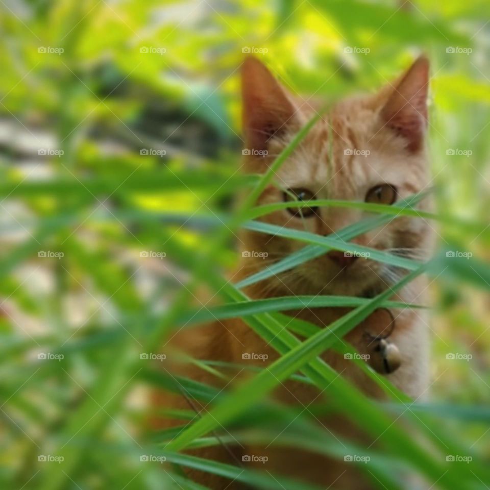 Cat behind the weeds