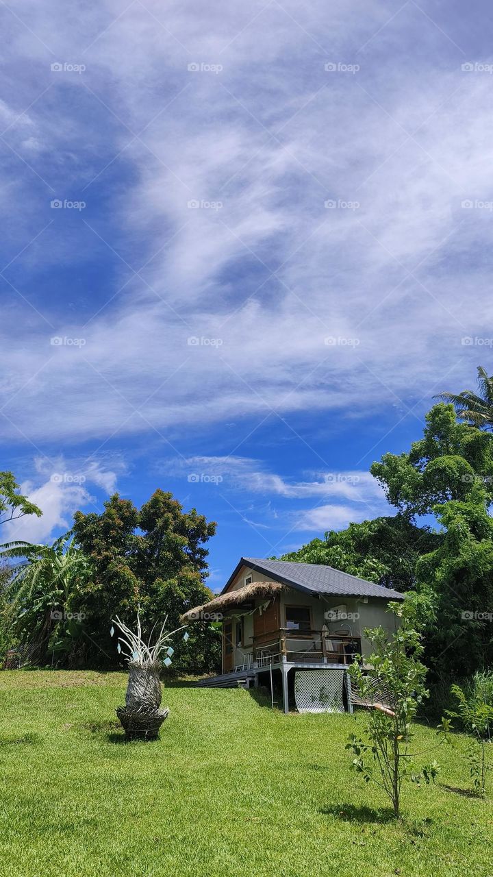 beautiful landscape with a tree and a blue sky