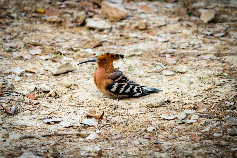 Woodpecker playing in a soil