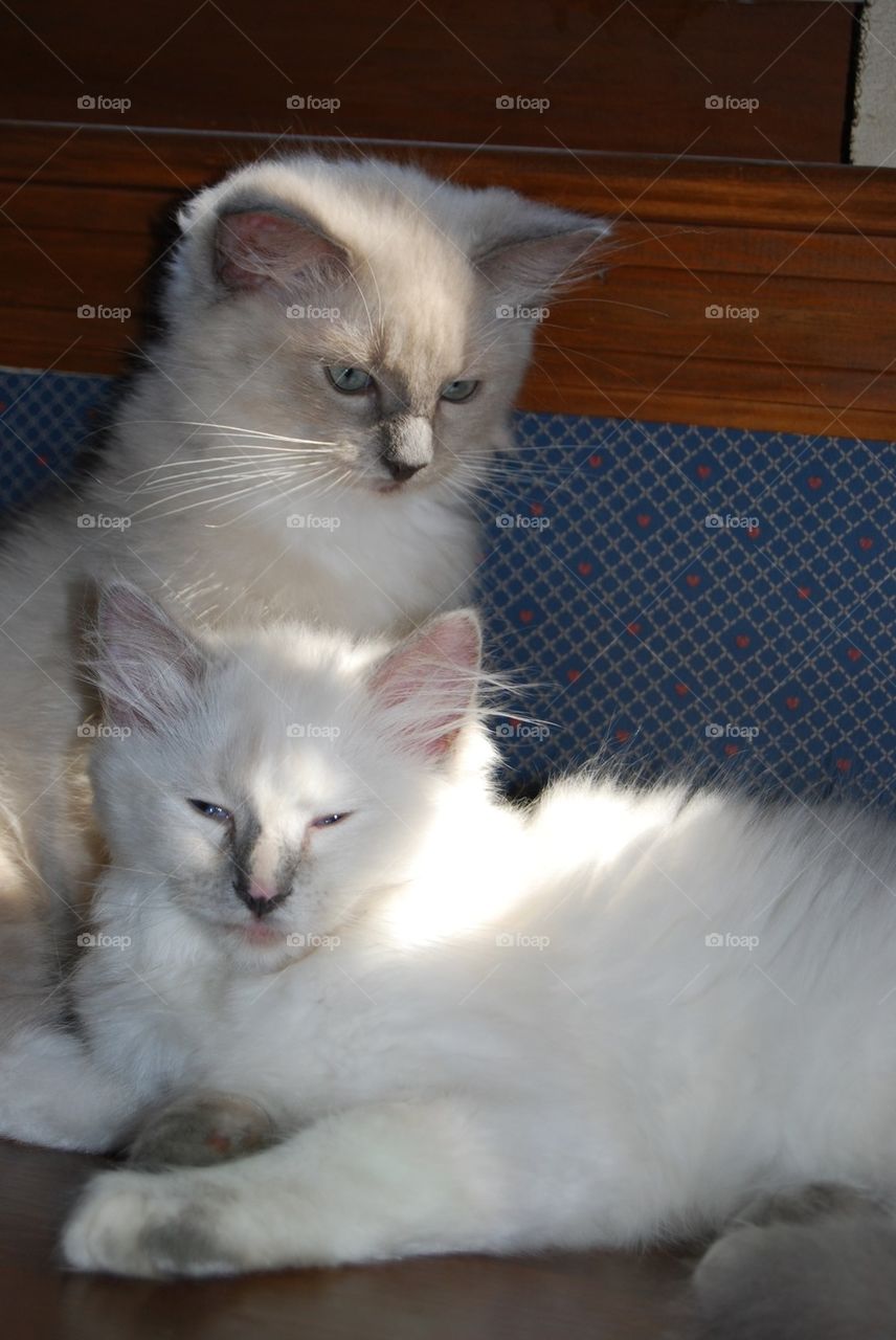 Ragdoll cats buddies