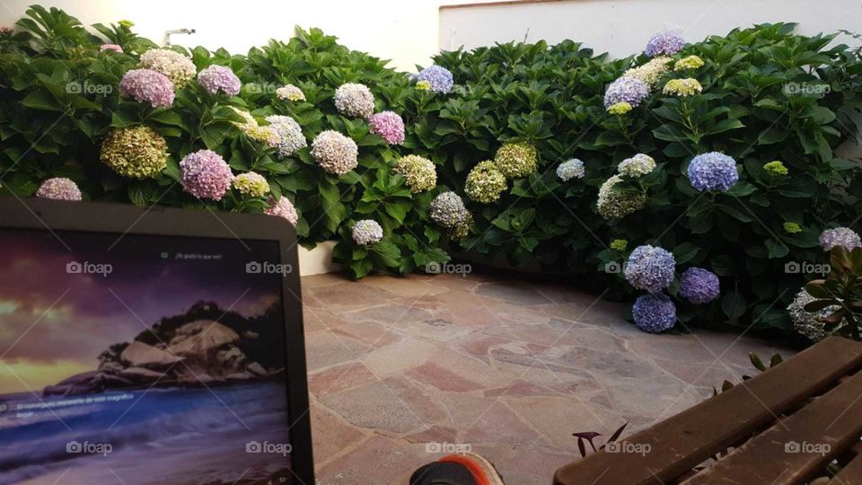 outdoors.  Beautiful Flowers,  colorful