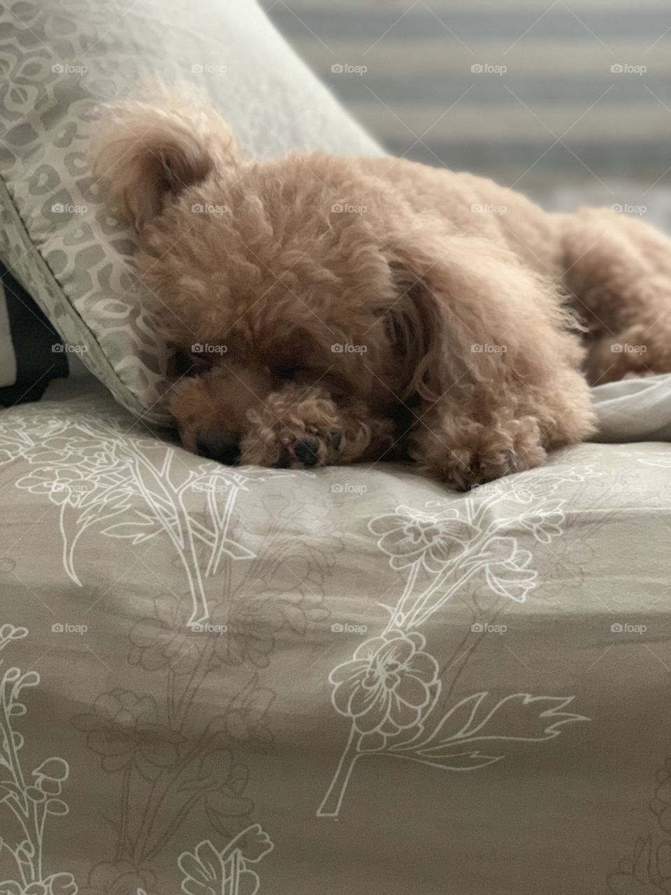 Sleepy poodle puppy in bed 