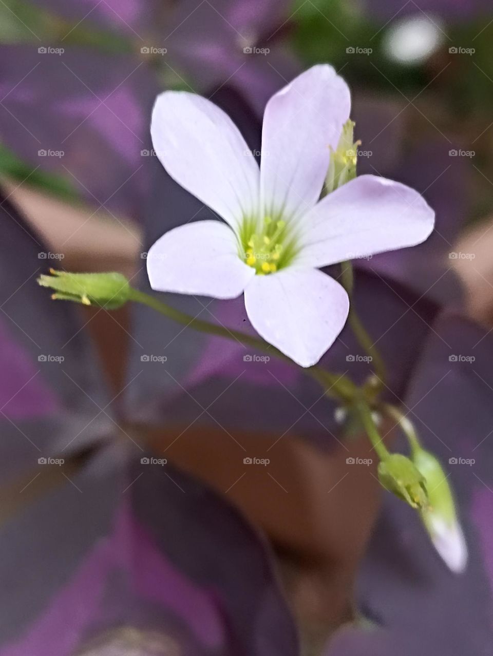 let's bloom fully it's spring tiny pink flower