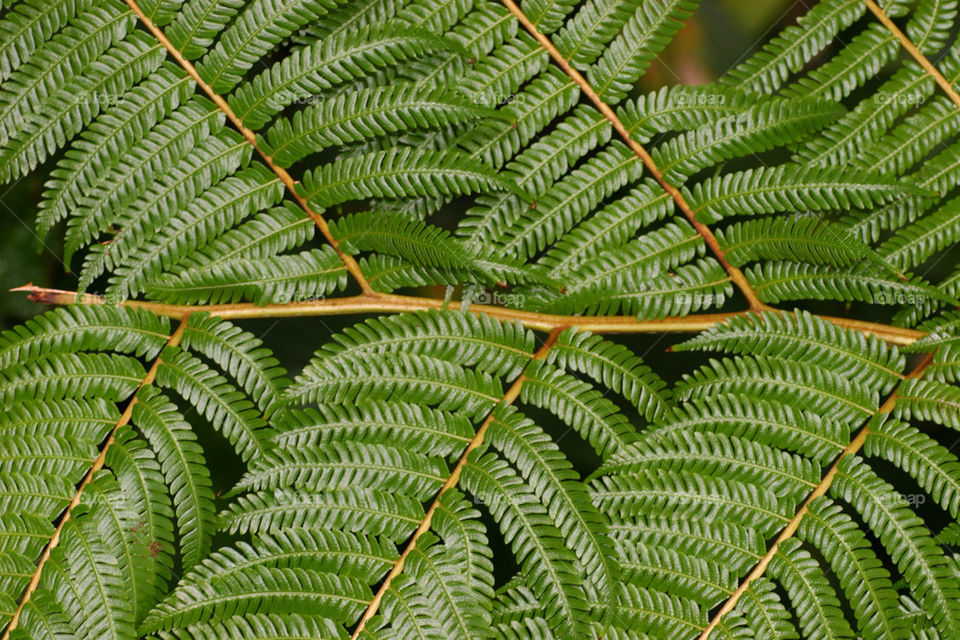 leaves leaf fern branch by kshapley