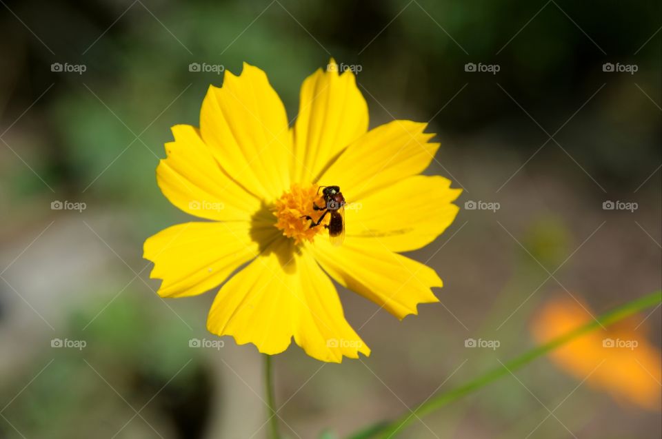 Blossom flower in the garden