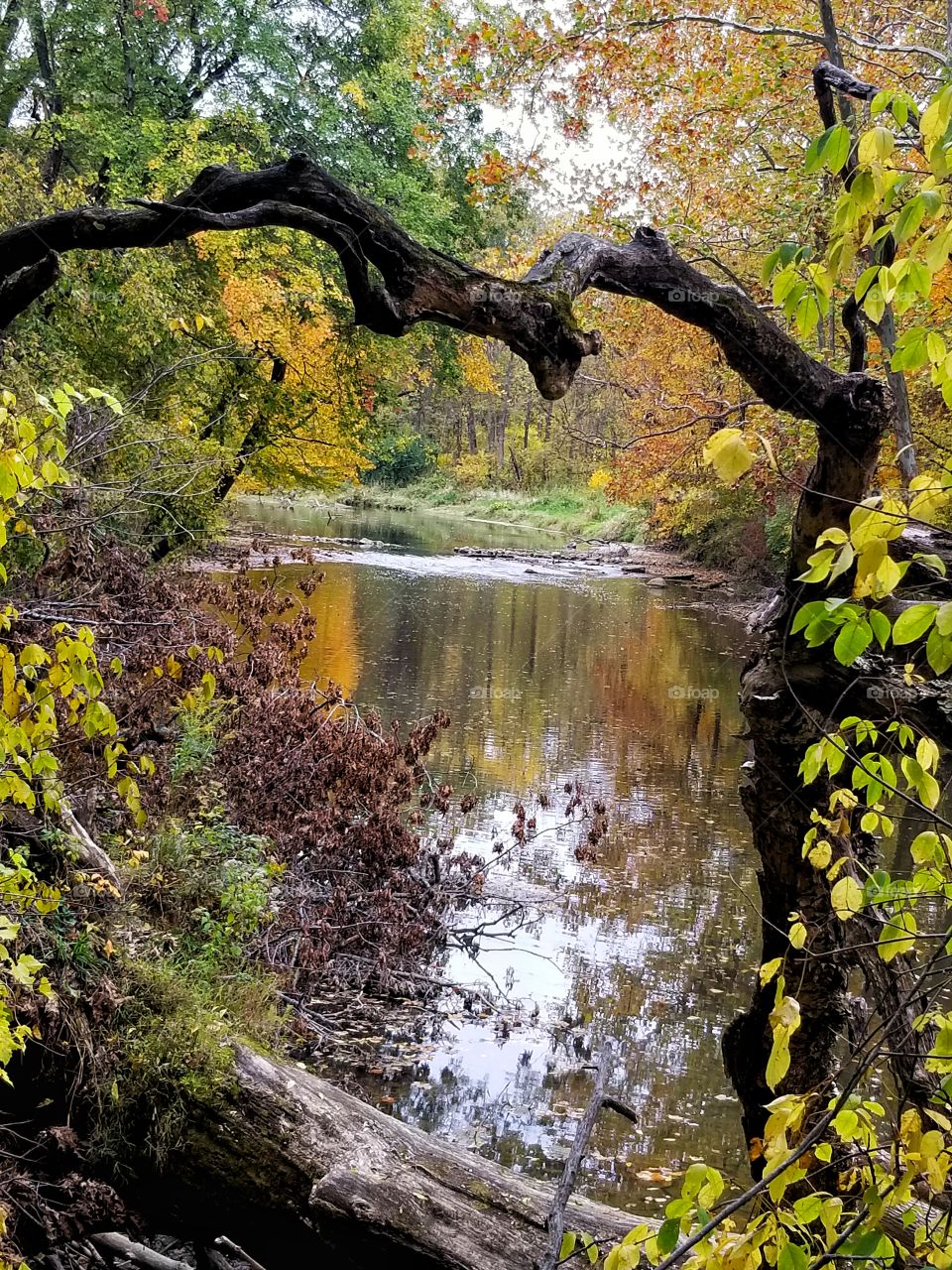 fall in the woods