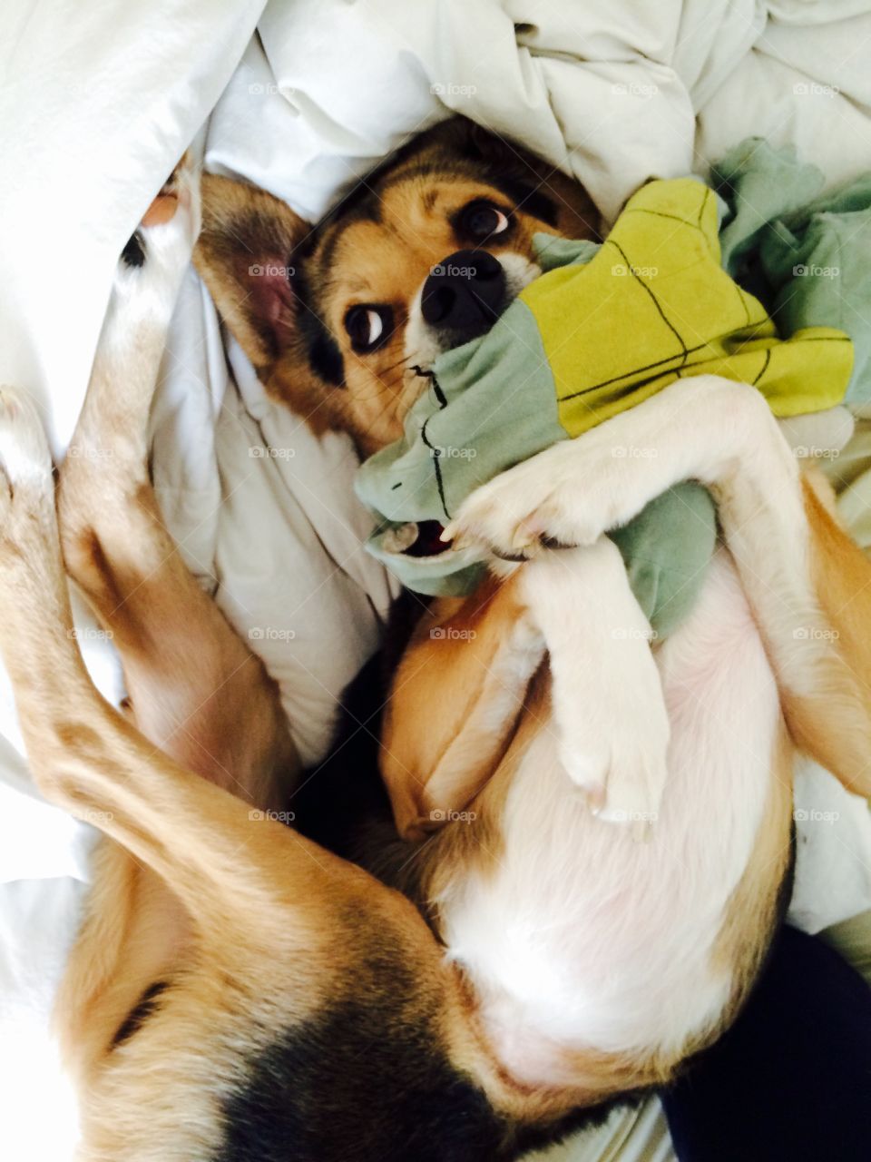German shepherd resting on bed