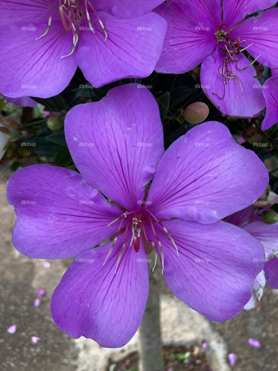 🌹 🇺🇸 Very beautiful flowers to brighten our day.  Live nature and its beauty. Did you like the delicate petals? / 🇧🇷 Flores muito bonitas para alegrar nosso dia. Viva a natureza e sua beleza. Gostaram das pétalas delicadas? 