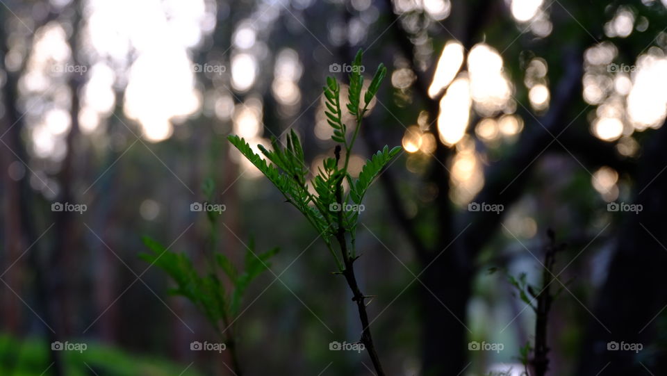 Chasing light in nature