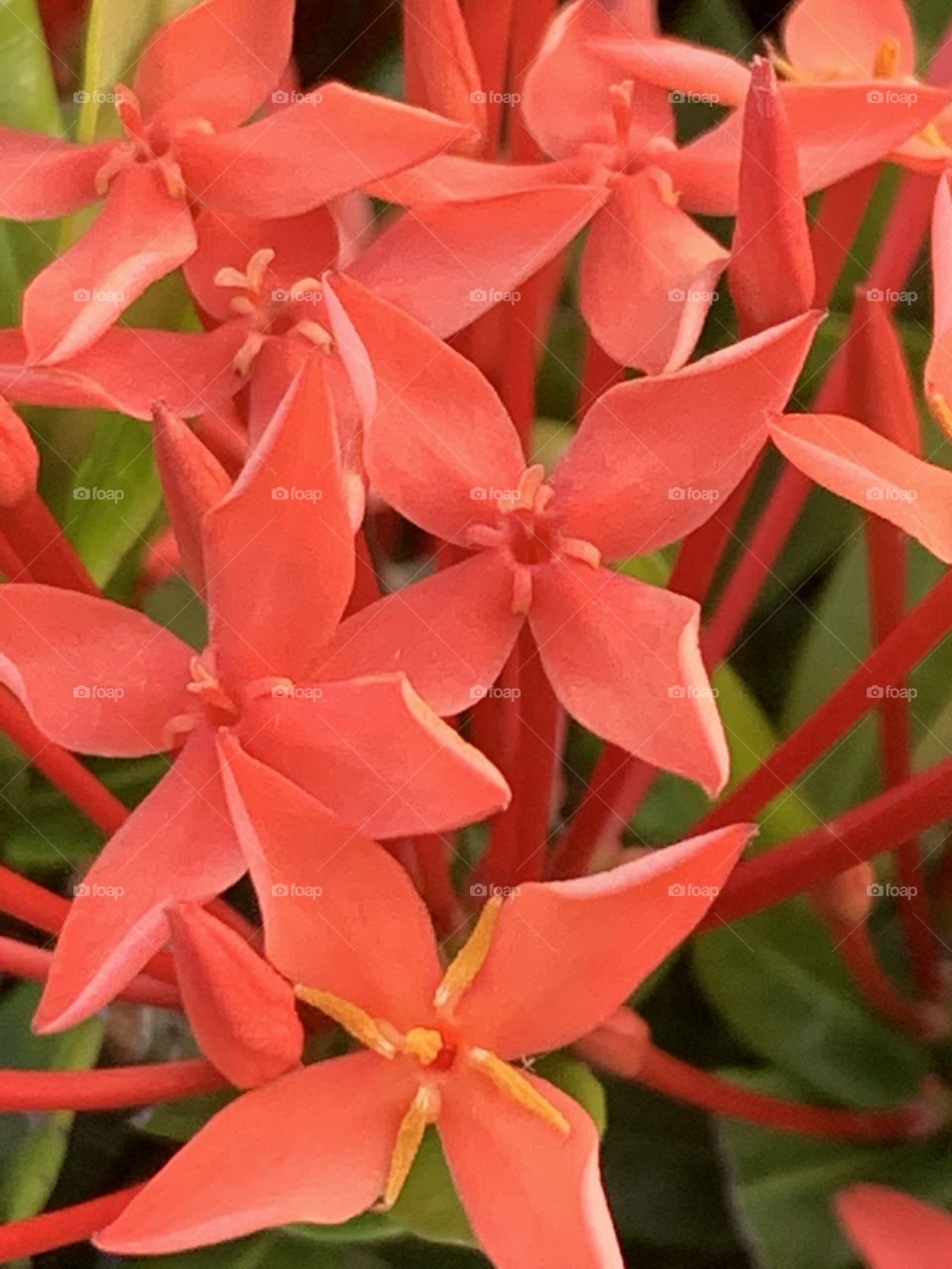 Portrait of a plant.