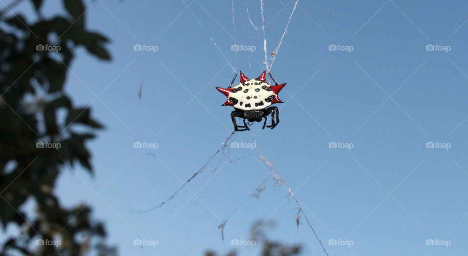 Closeup of crab spider orbital spinner on web
