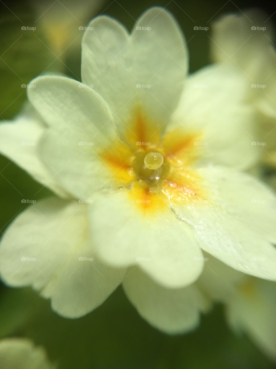 Yellow primrose closeup