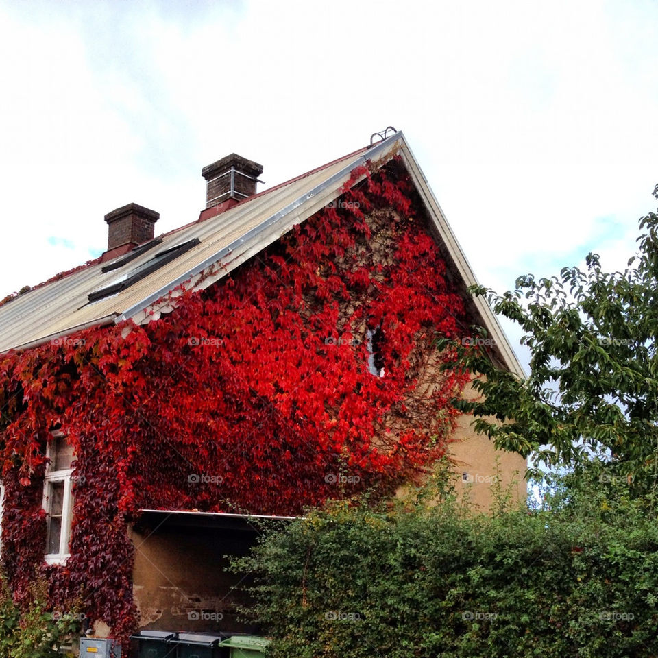 red autumn hus löv by lindajacobi