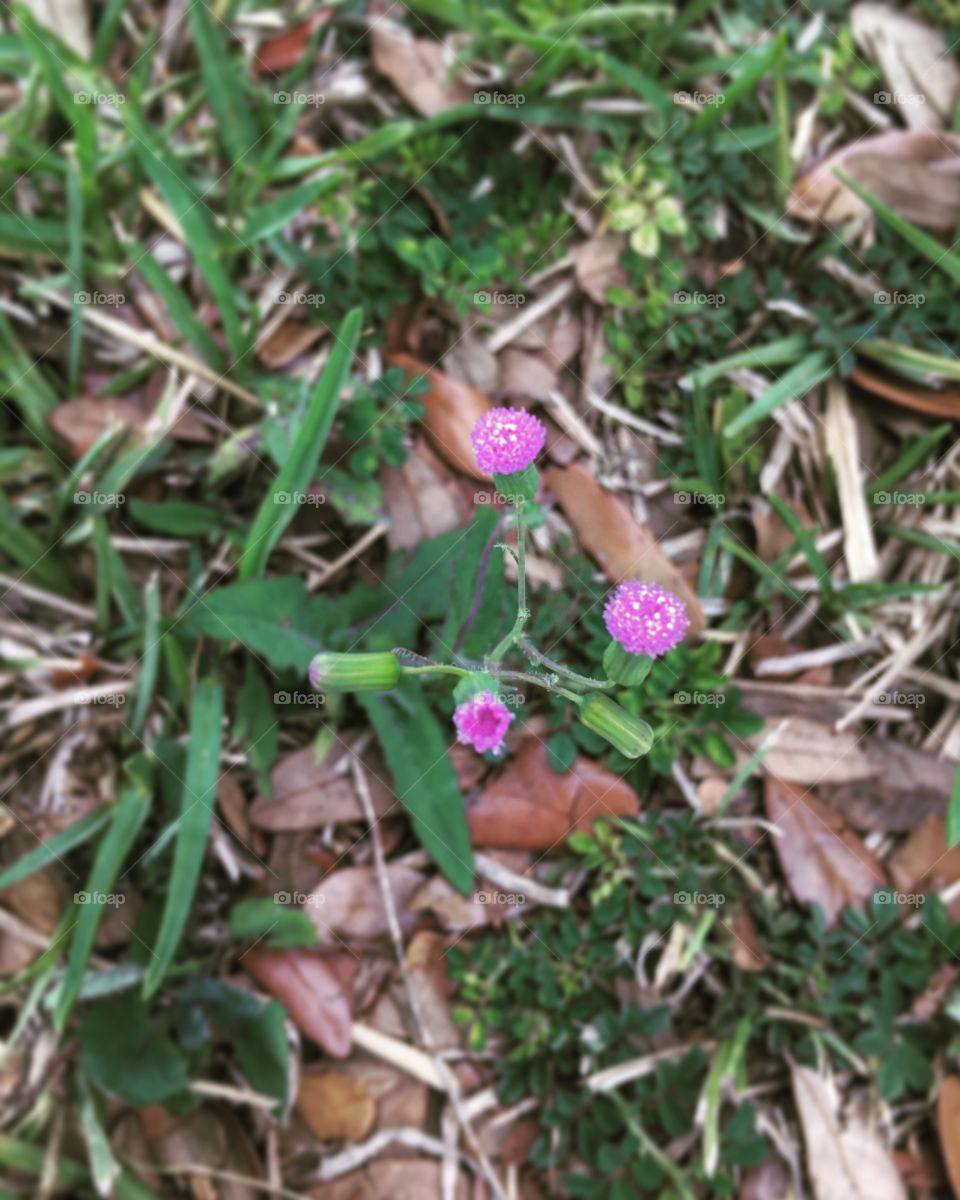 Weeds are flowers too ☺