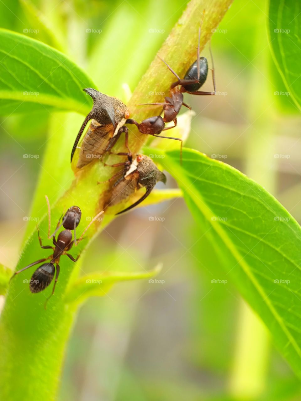 Friendly Nature